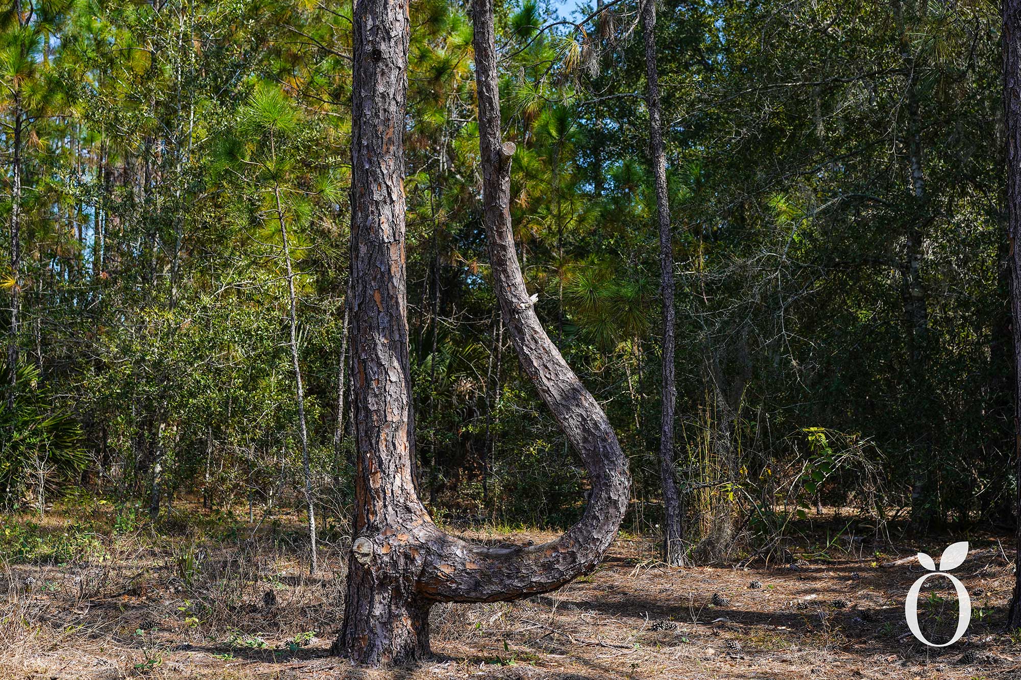 Explore Orlando’s Shingle Creek Trail