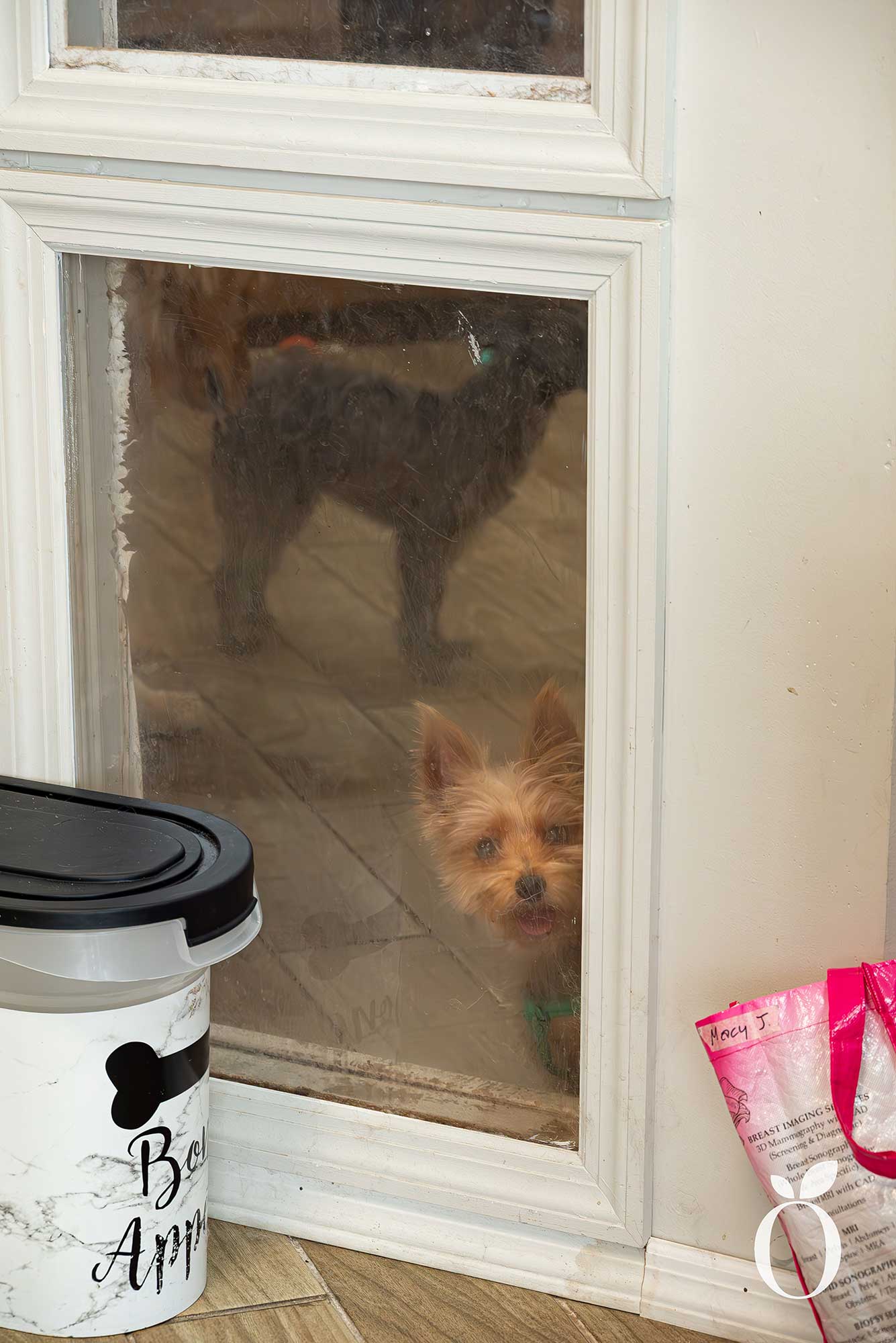 Is Orlando’s Dog Heaven Found in Baldwin Park?