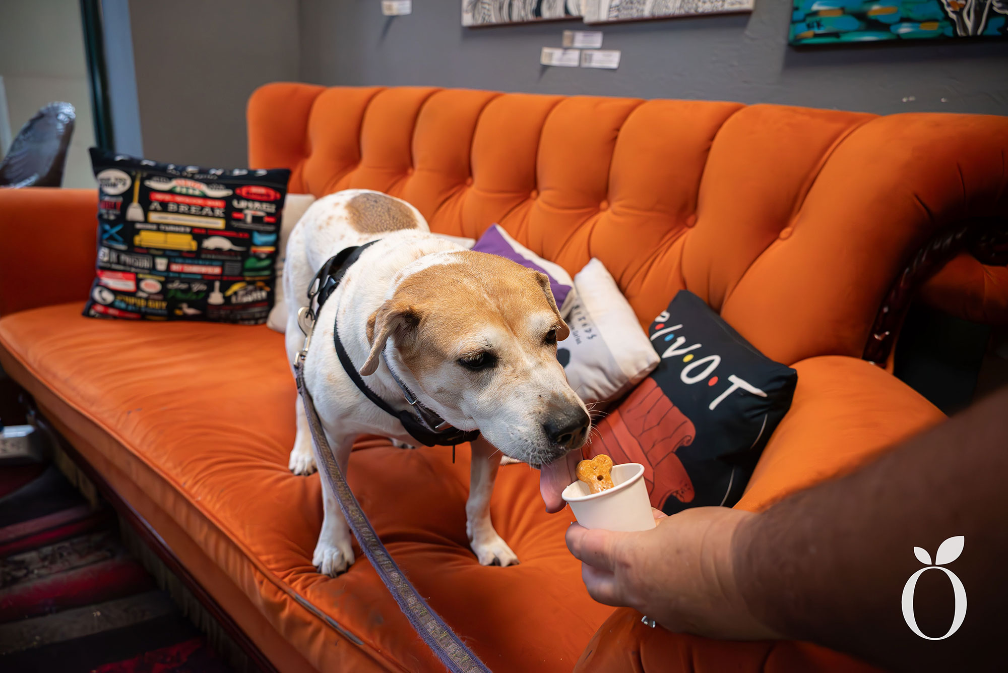 Is Orlando’s Dog Heaven Found in Baldwin Park?