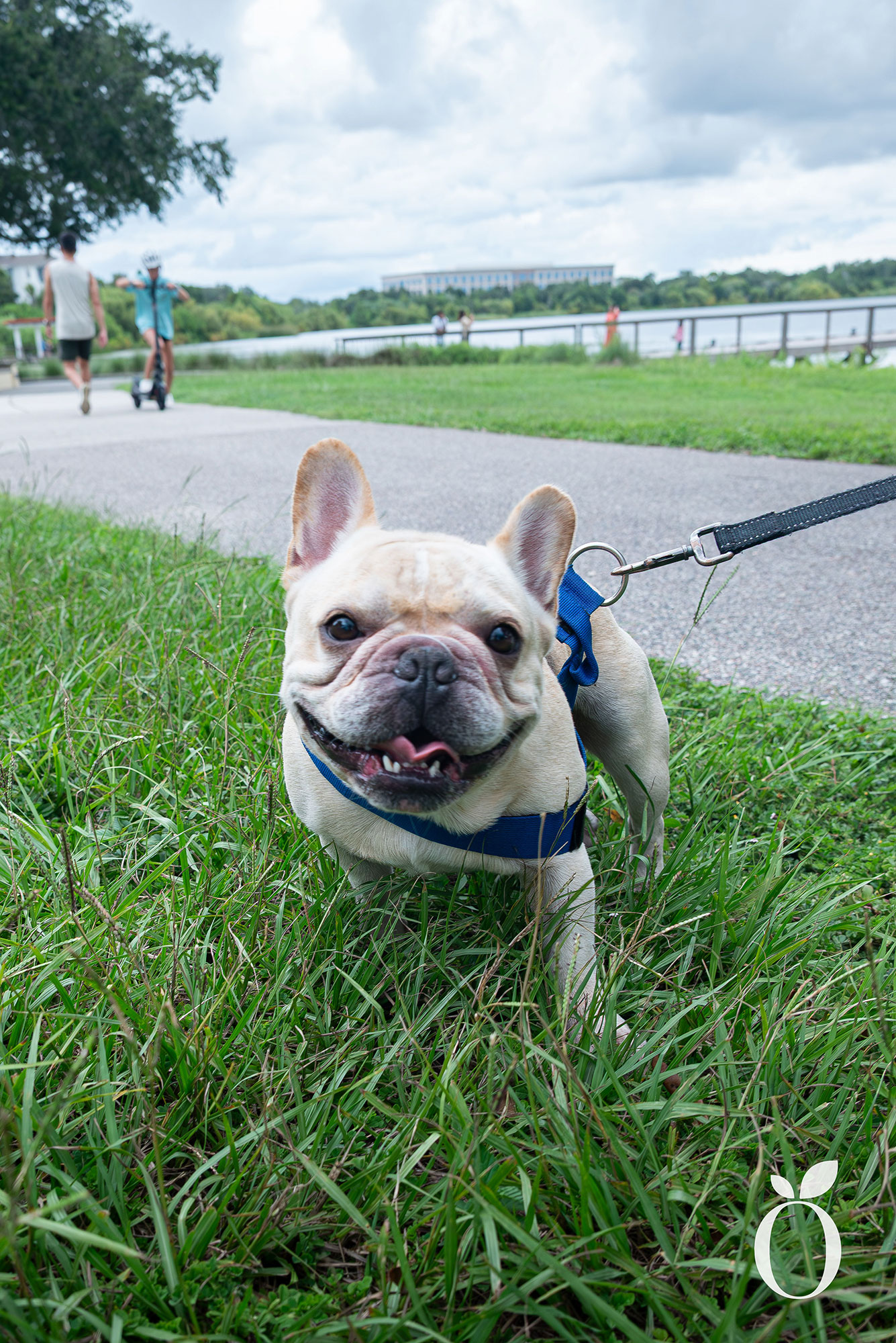 Is Orlando’s Dog Heaven Found in Baldwin Park?