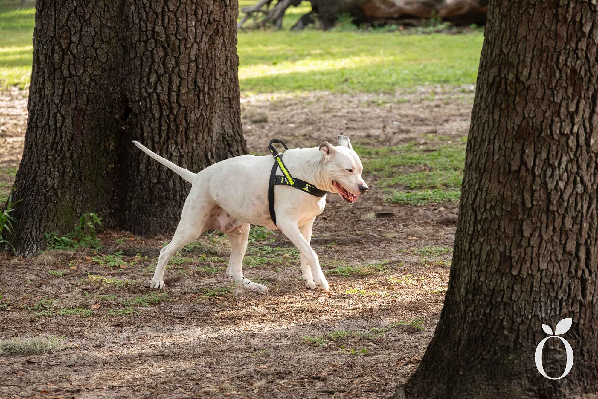 Is Orlando’s Dog Heaven Found in Baldwin Park?