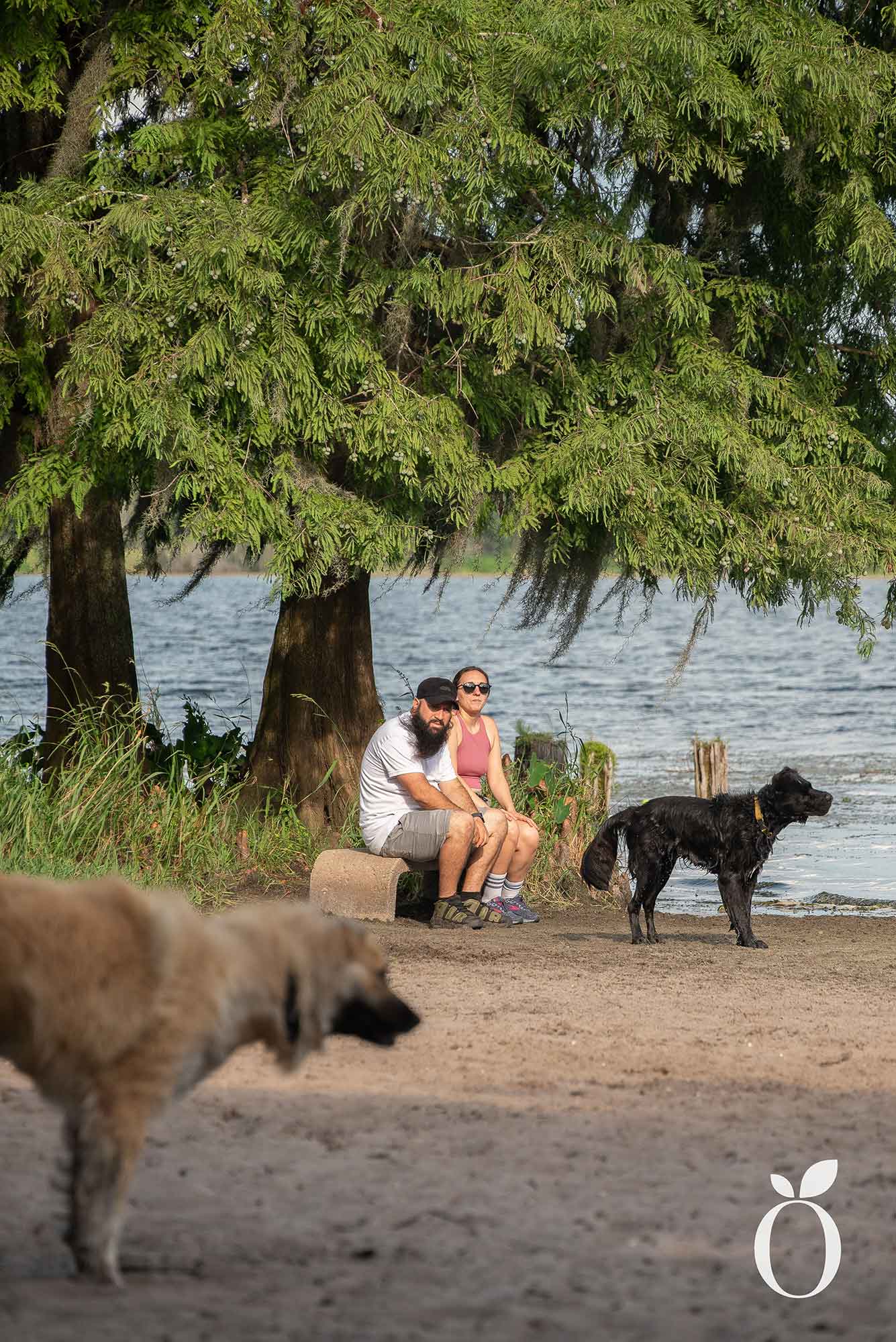 Is Orlando’s Dog Heaven Found in Baldwin Park?