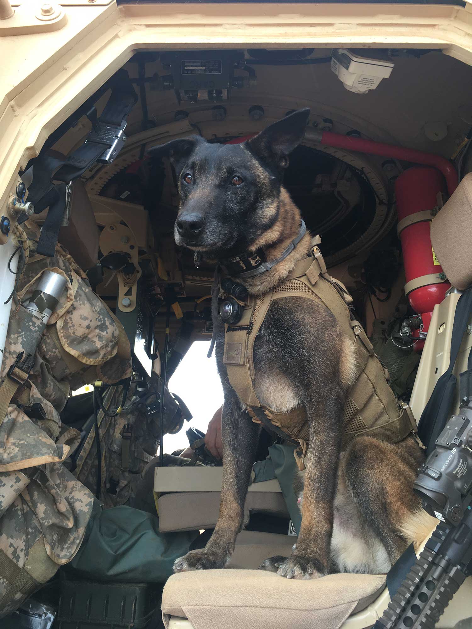 Szymanzki from Southern Cross Service Dogs